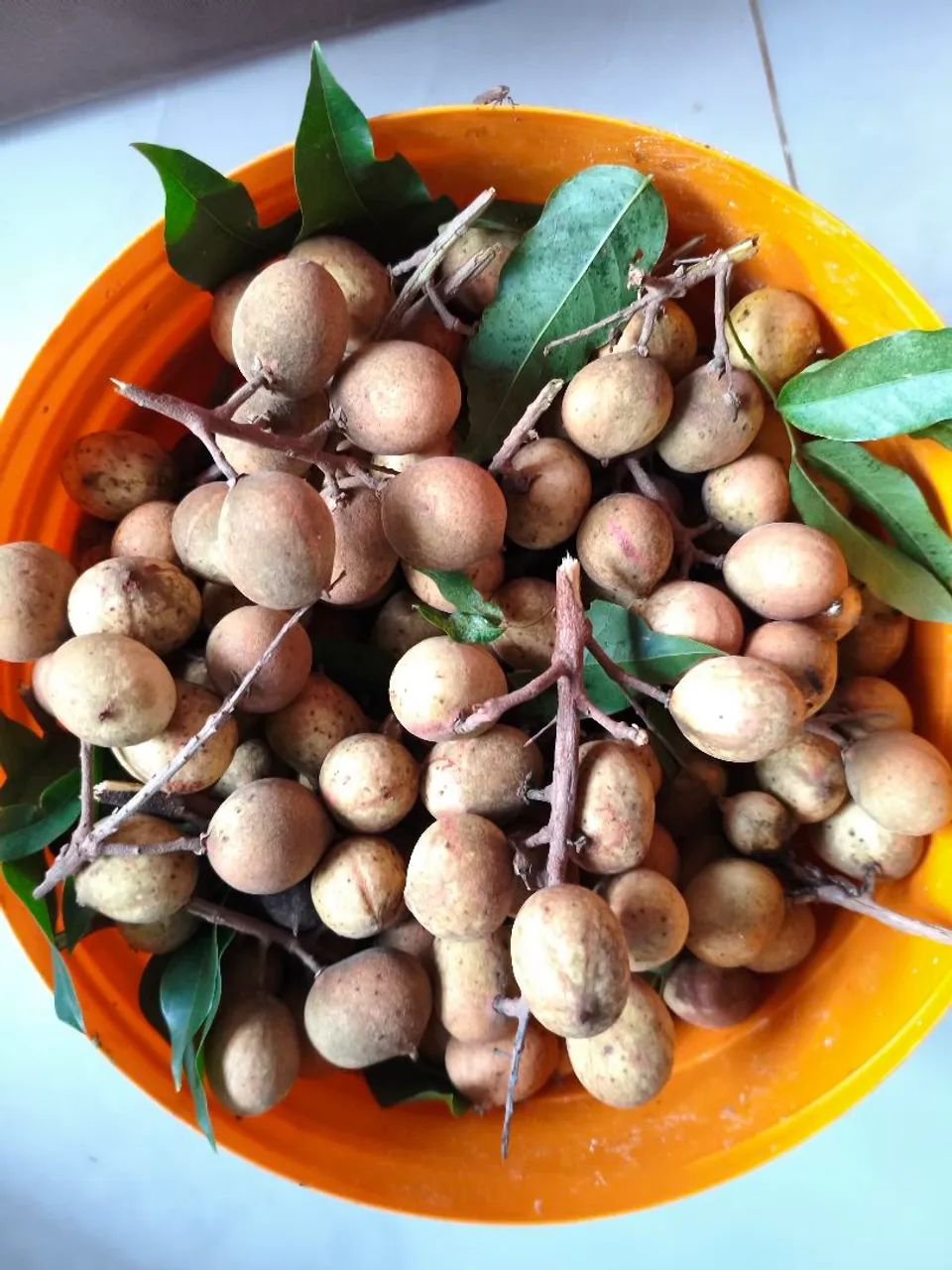 Vendo pitomba uma fruta muito saborosa pra quem gosta  - Foto 2