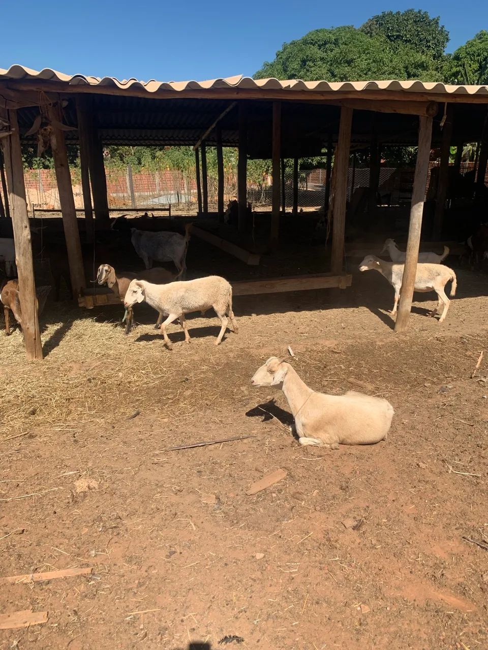Cabras sennen  - Foto 2
