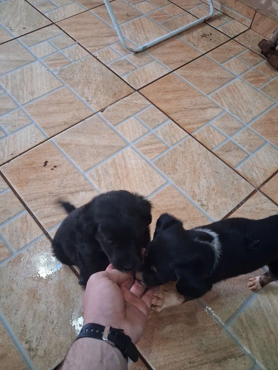 Doação de Cachorros - Foto 2