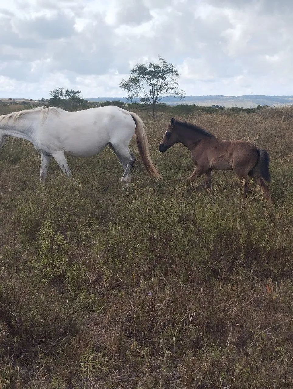 Vende-se Égua e potro mangalarga  - Foto 4