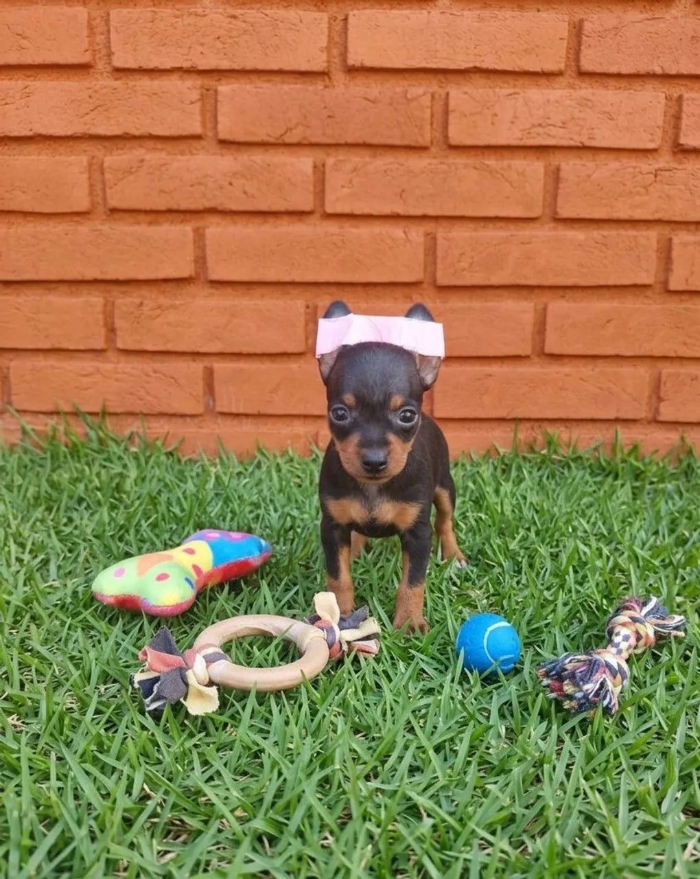 Pinscher miniatura disponíveis 