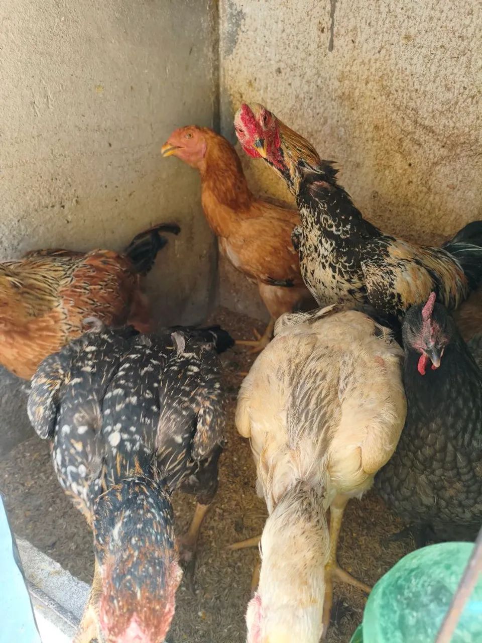 Galos galinhas e frango  - Foto 4