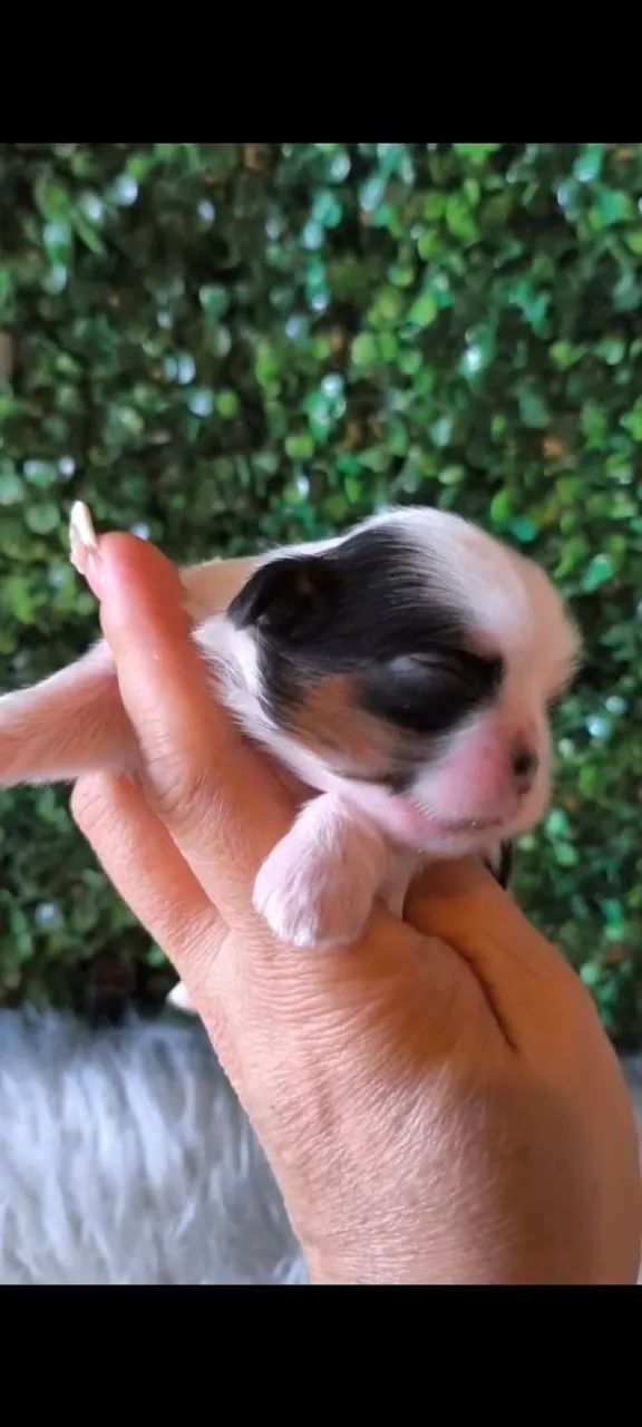 Shih Tzu macho micro  - Foto 5