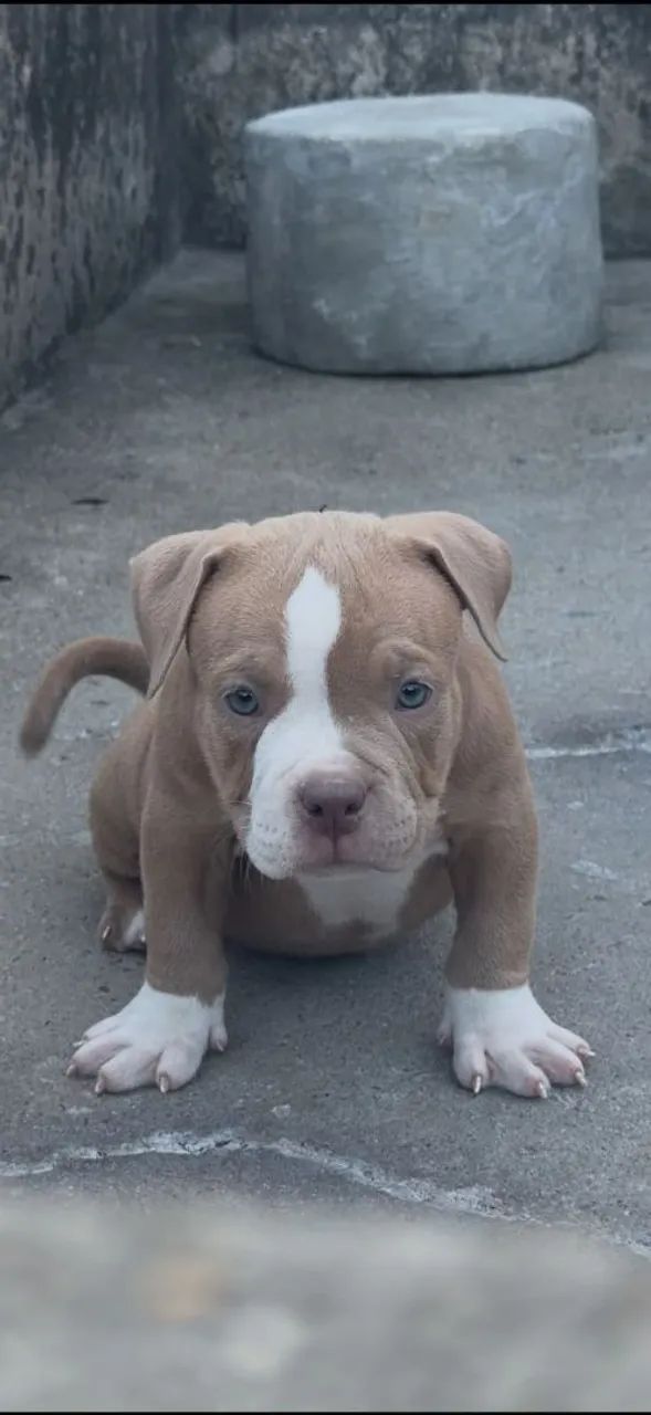 American Bully Exótic  - Foto 3