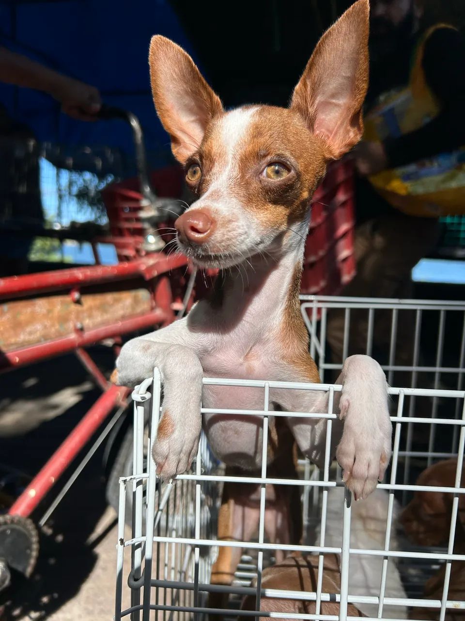 Pinscher fêmea  - Foto 2