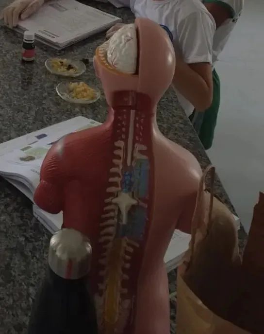 modelo anatômico didático do torso humano - Foto 2