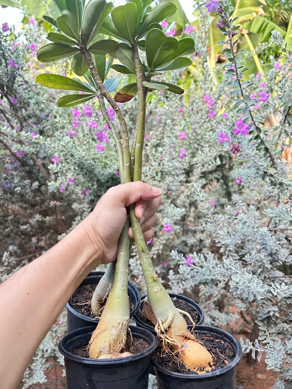 Rosas do deserto  - Foto 4