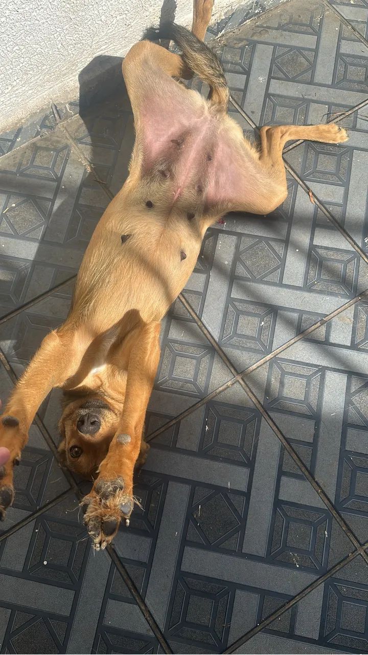 Doação de cachorros  - Foto 3