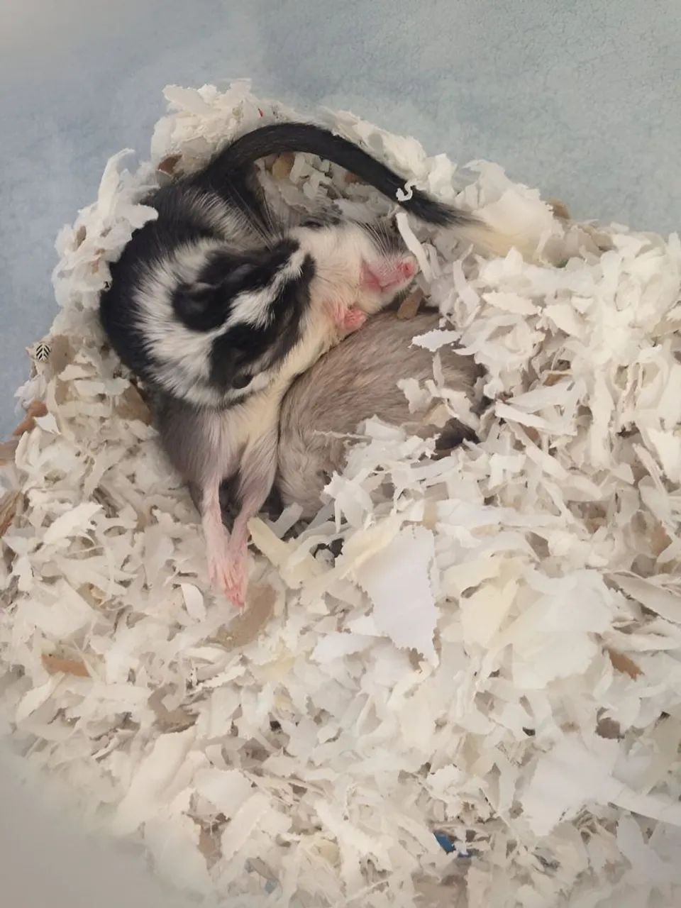 Gerbil baby