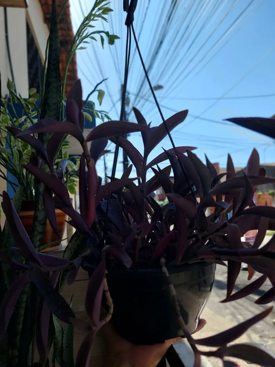 Planta Rainha roxa