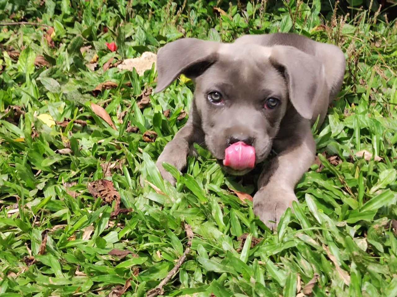 Cane Corso fêmea com pedigree  - Foto 3