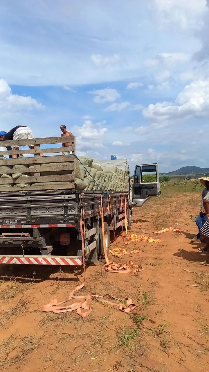 Silagem de milho  - Foto 3
