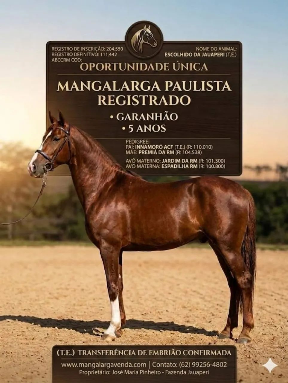 cavalo