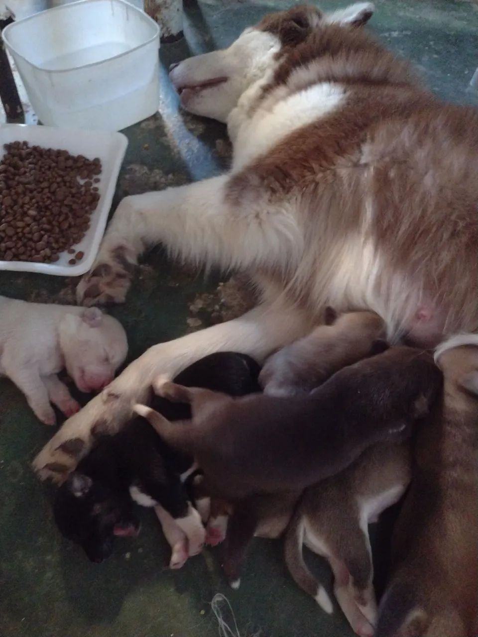 Husky Siberiano 