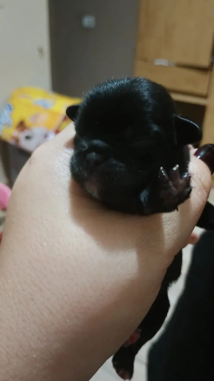 Pug - Foto 2