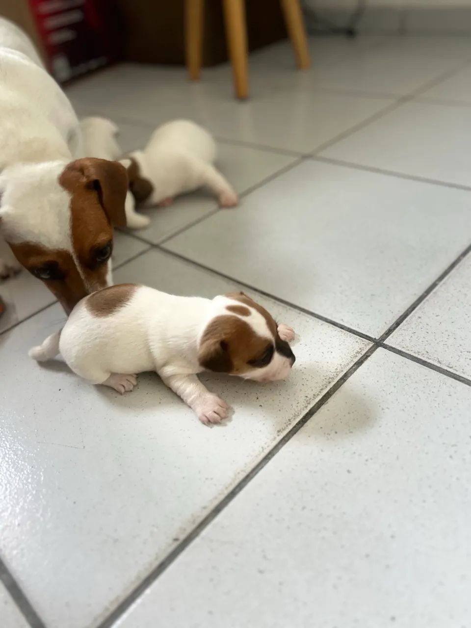 Jack Russel  - Foto 4