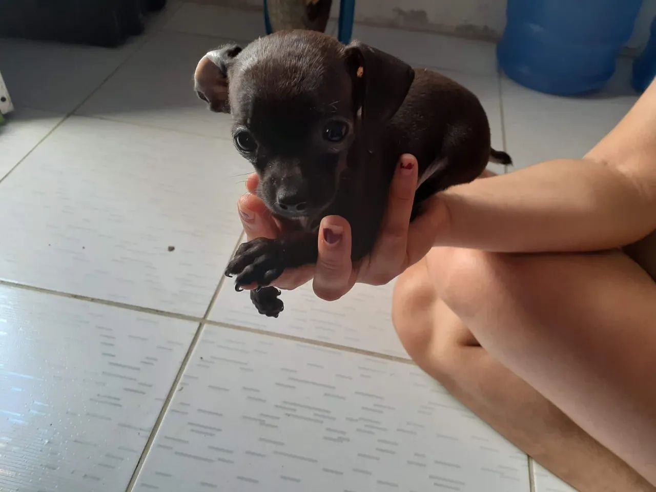 Filhotes de pinscher  - Foto 2