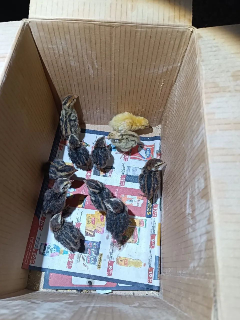 Pintinho de codorna gigante 