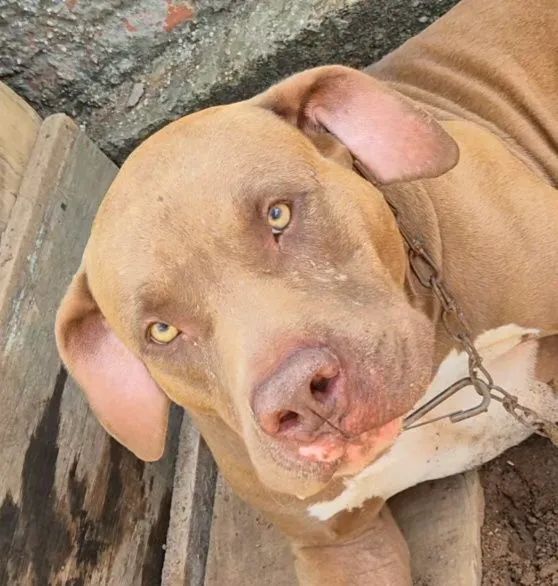 Doação cachorro/ Vilhena - Foto 5