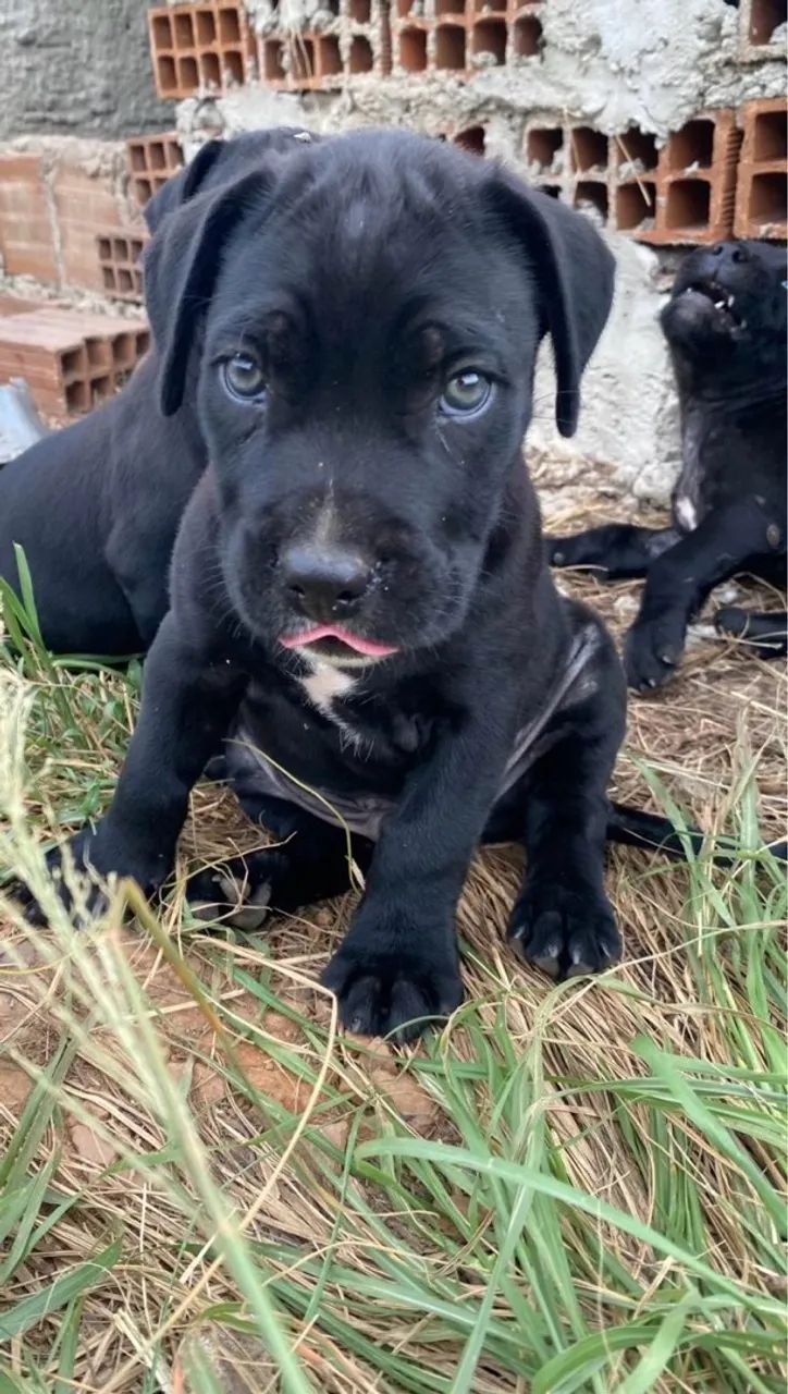 Cane Corso Italiano  - Foto 2