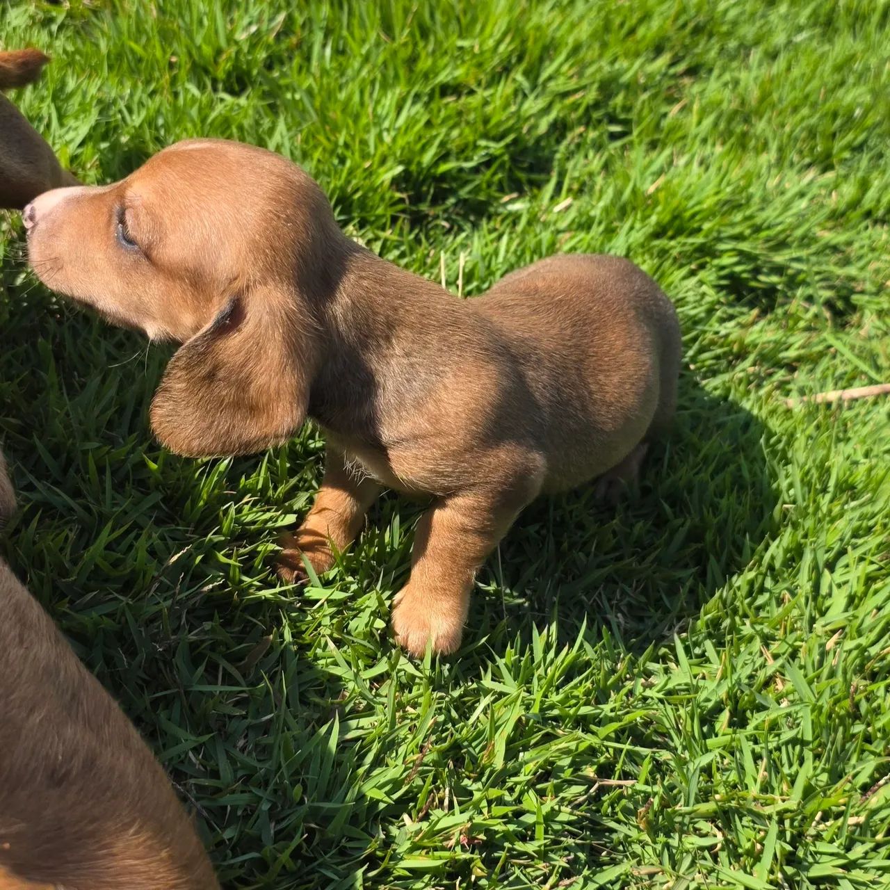 Dashchund, teckel , salsicha macho tradicional - Foto 4