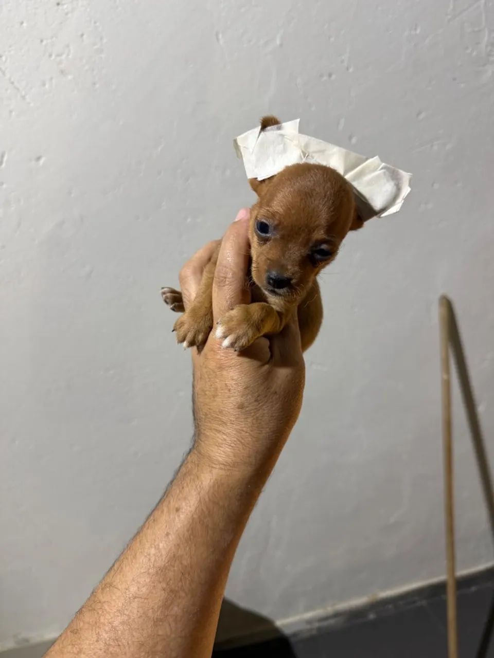 Pinscher machinho - Foto 4
