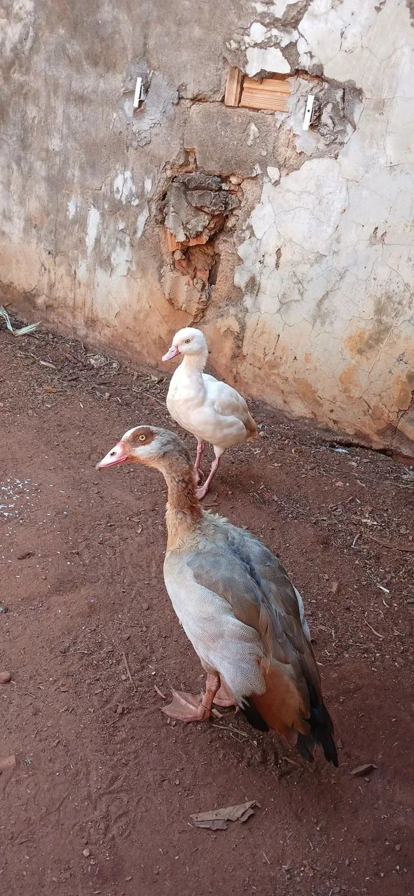 Casal de ganso do egito  - Foto 2