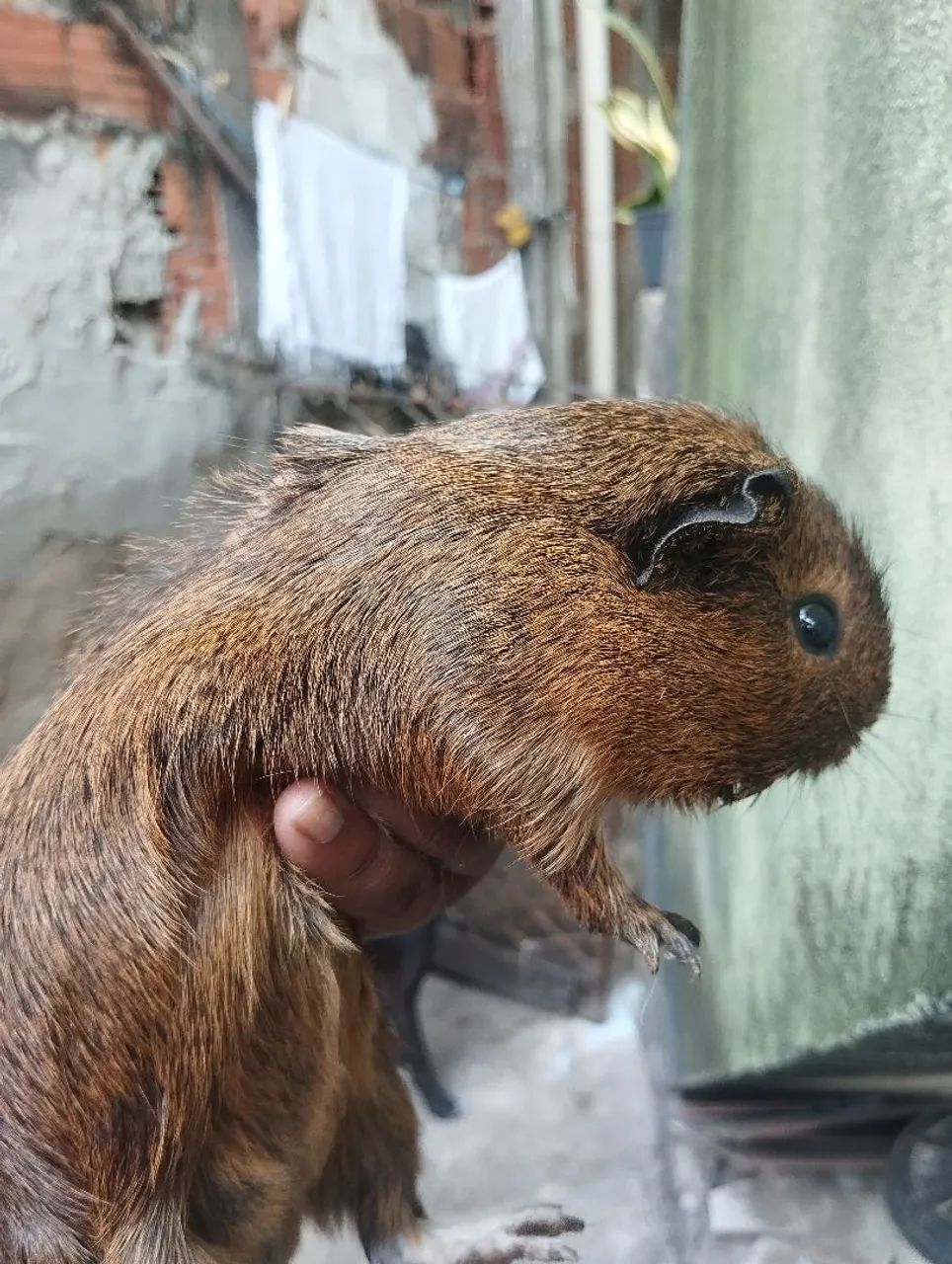 Porquinhos da índia - Foto 3