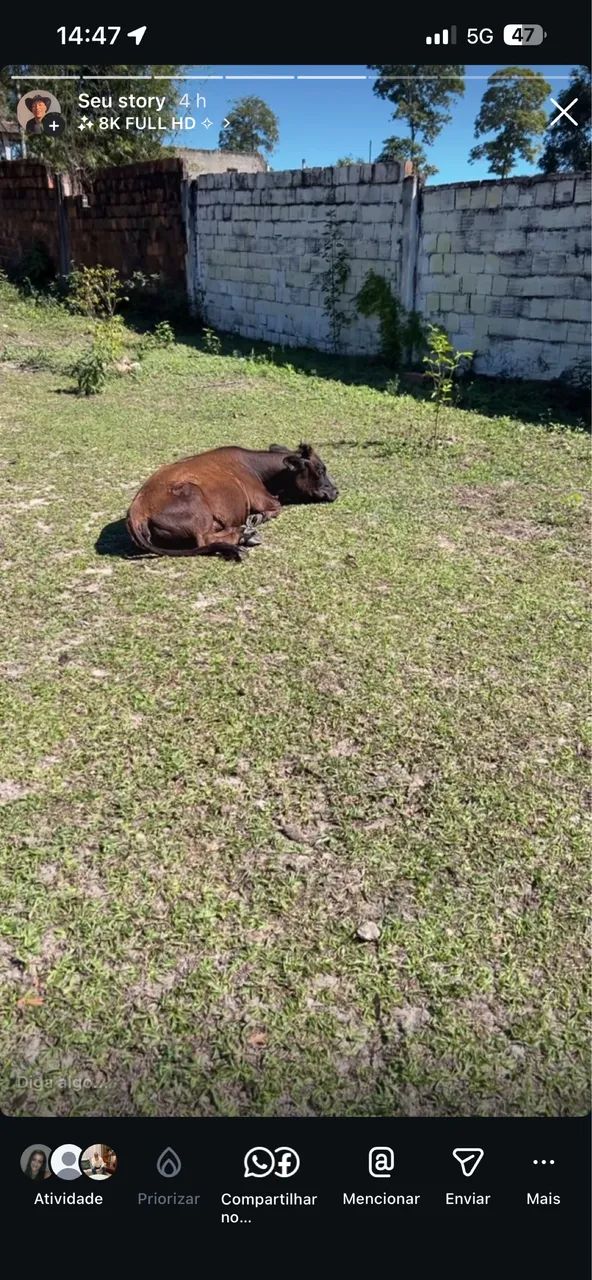Mini vaca  - Foto 5