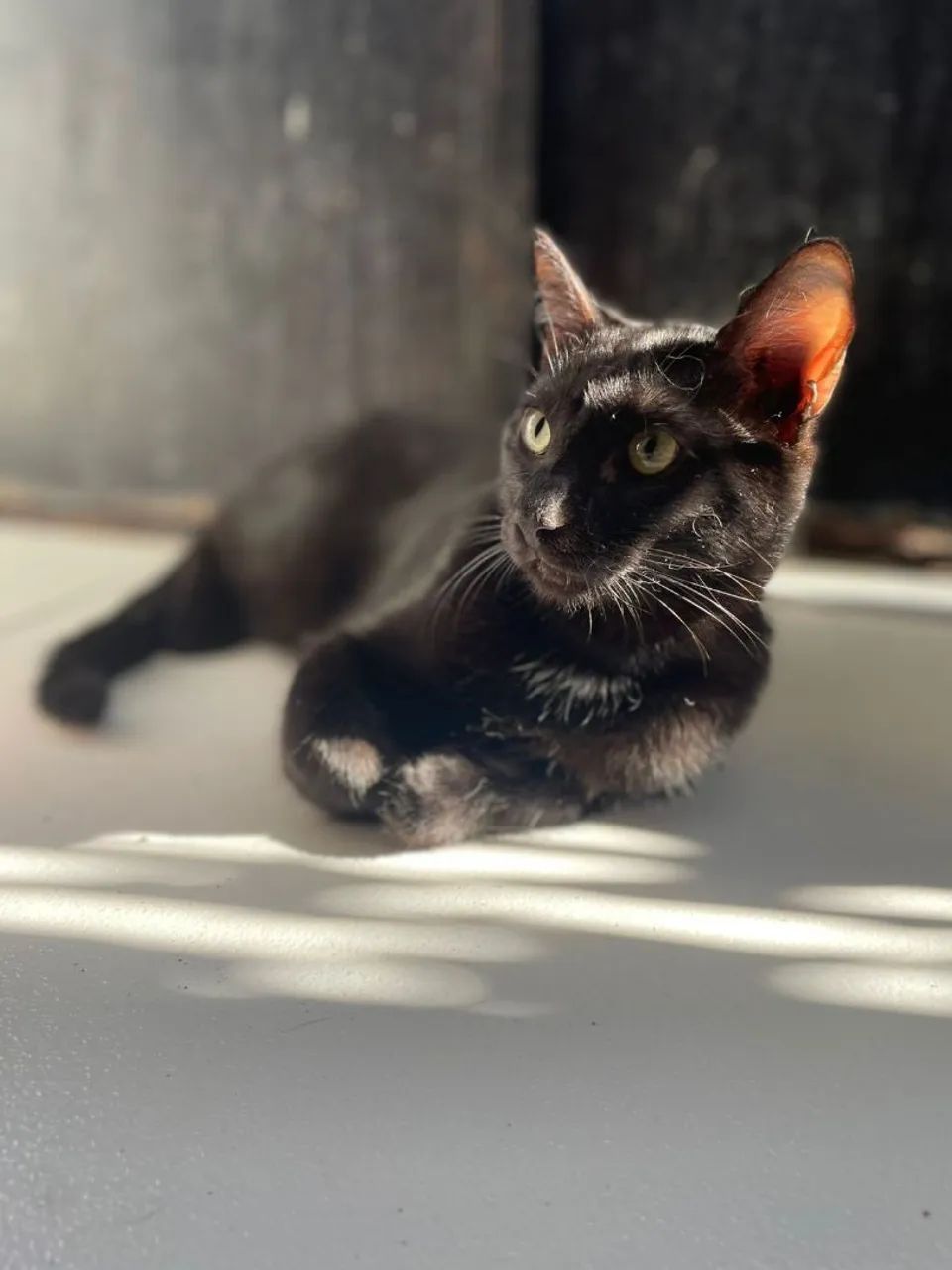 Gato Preto Castrado - Foto 3