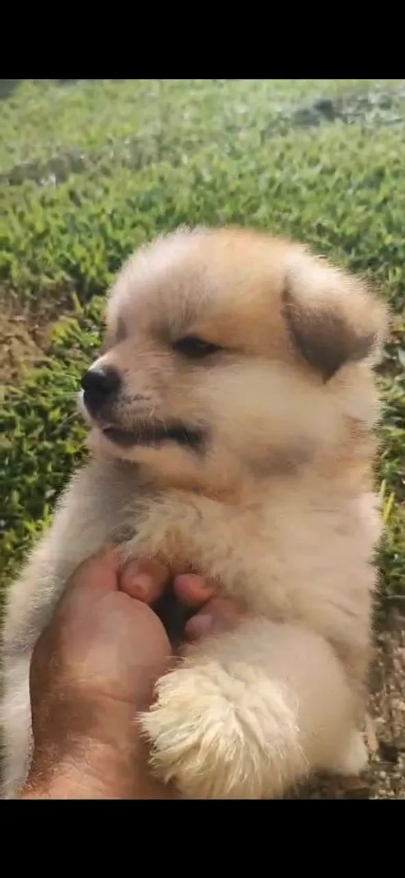 Akita vermelha  - Foto 4
