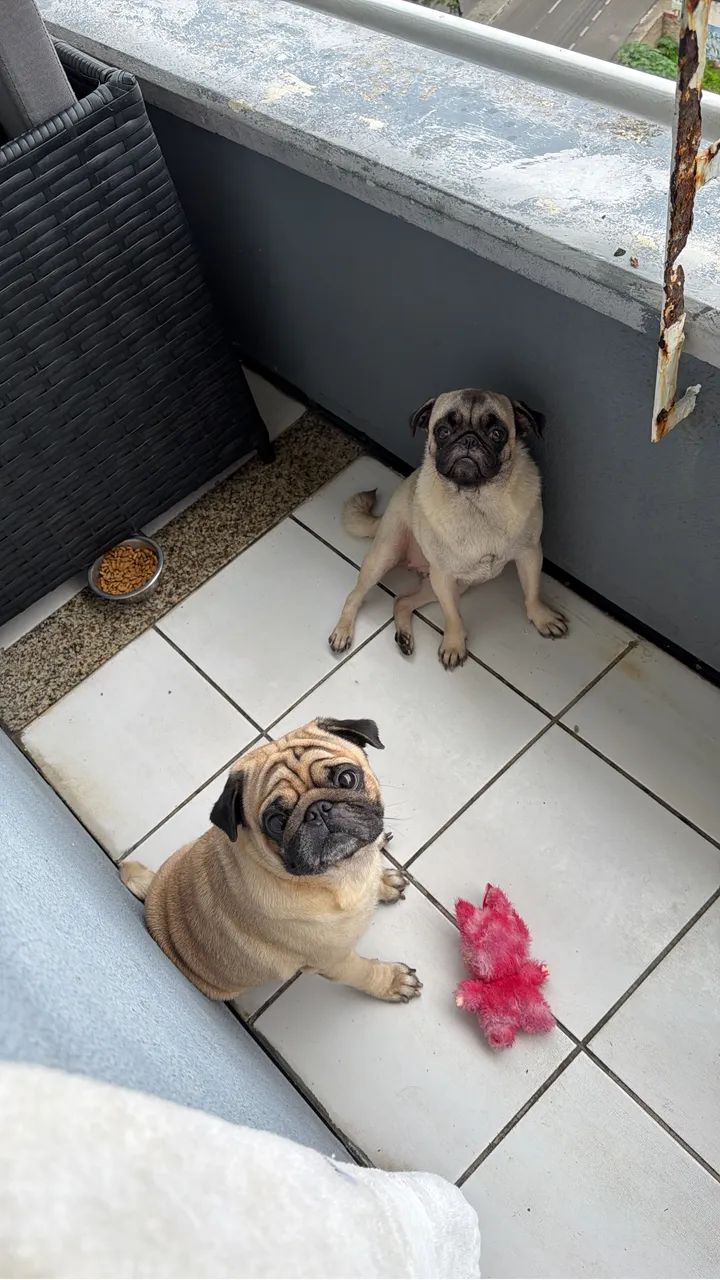 Pug - Foto 3