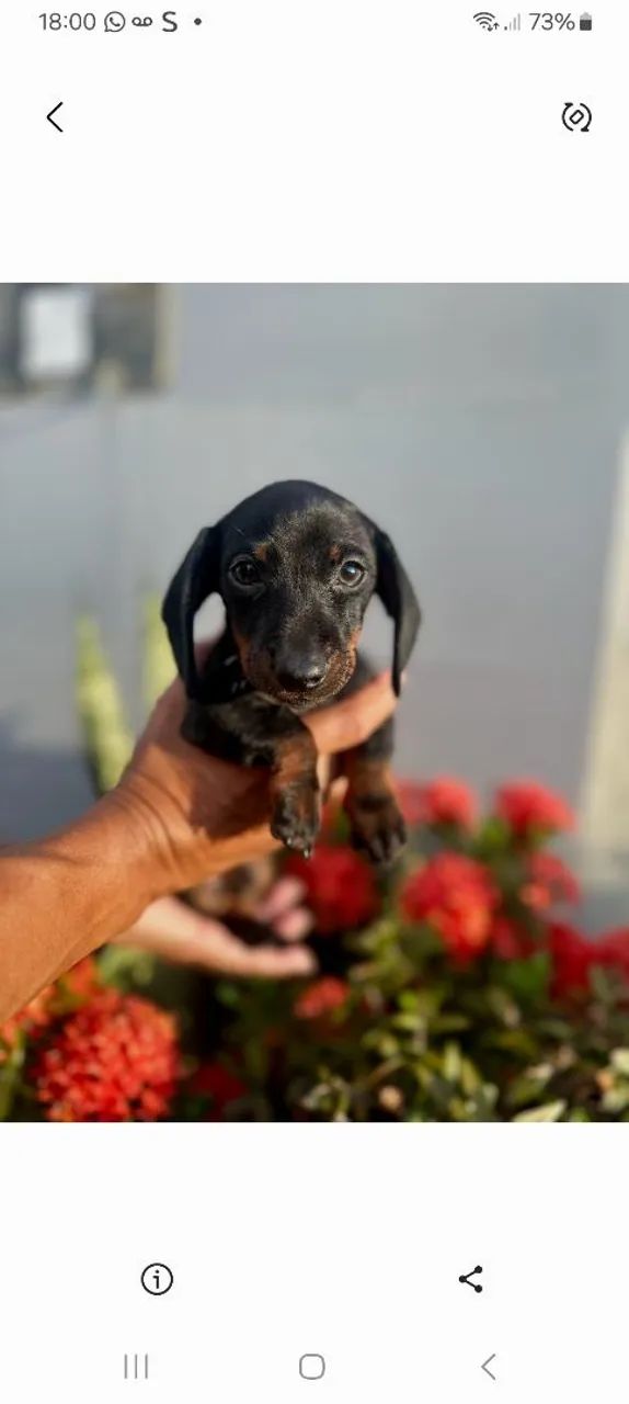 Dachshund Black Tan Macho - Foto 2