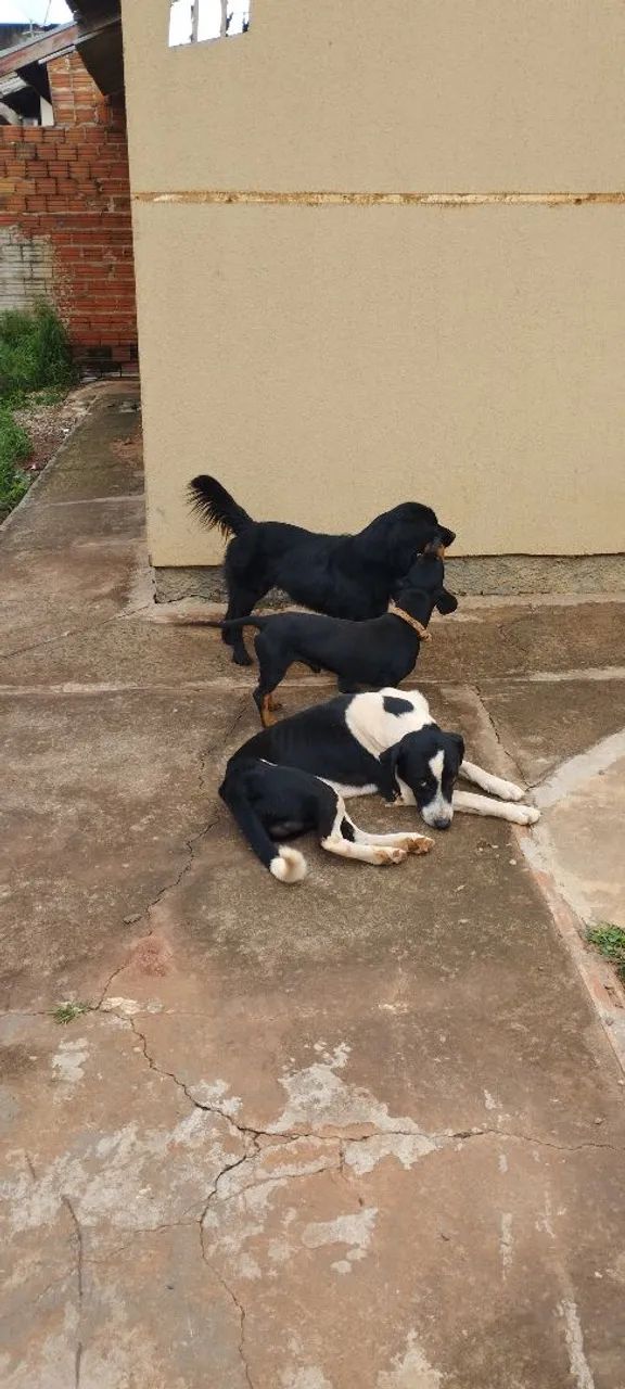 Cachorro  - Foto 2