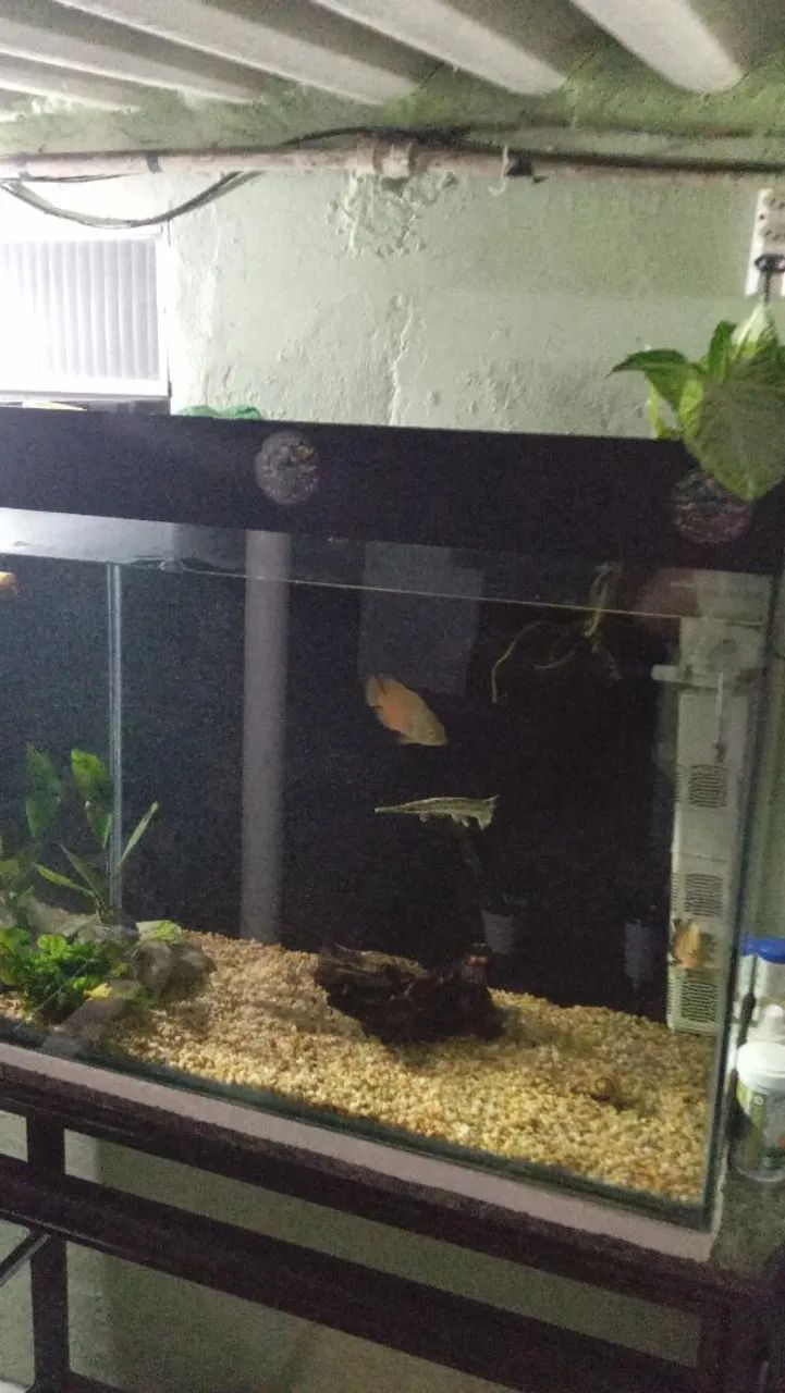 Aquário 250 litros  - Foto 3