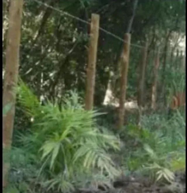 Foto - Mairiporã - Capoavinha
