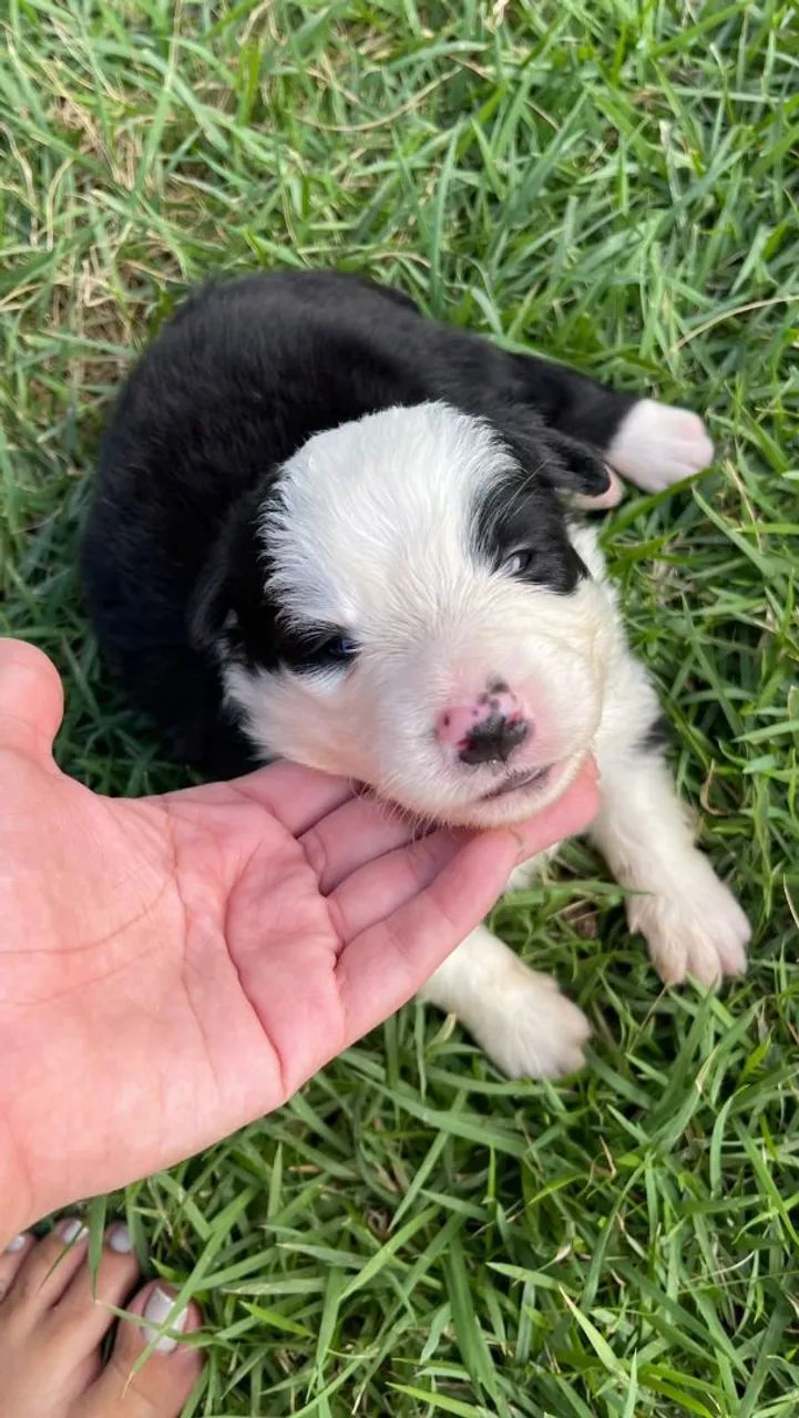 Venda de cachorro - Foto 2