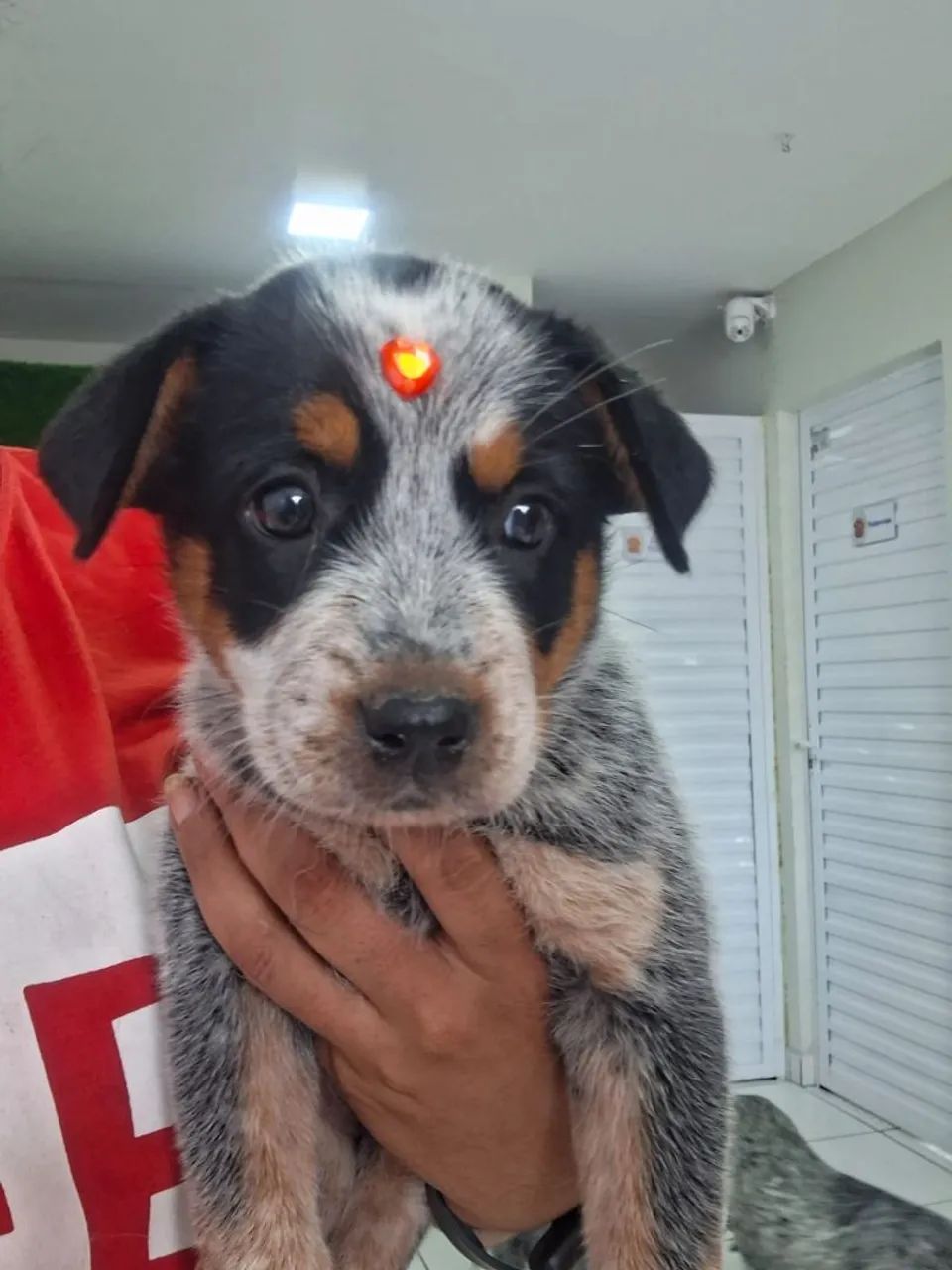 Filgote de Blue Heeler.  - Foto 5