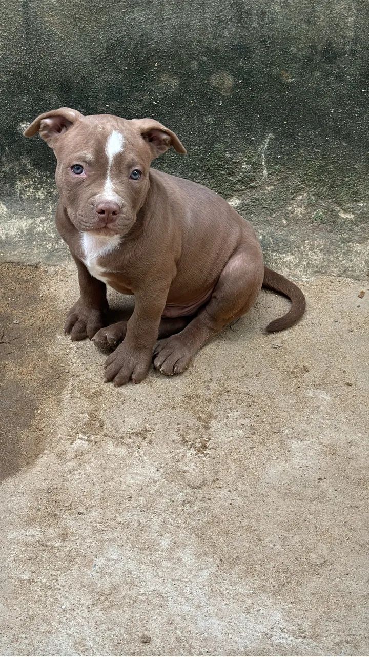 Pitt monster macho - Foto 3