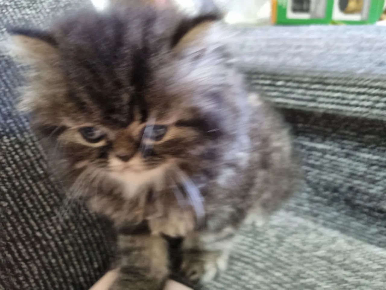 Gatos Persa disponíveis 12x 110 - Foto 5