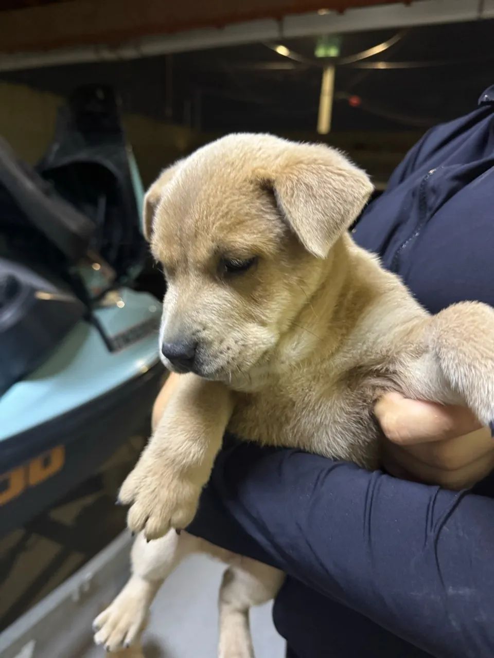 Cachorro chow chow pra vender 