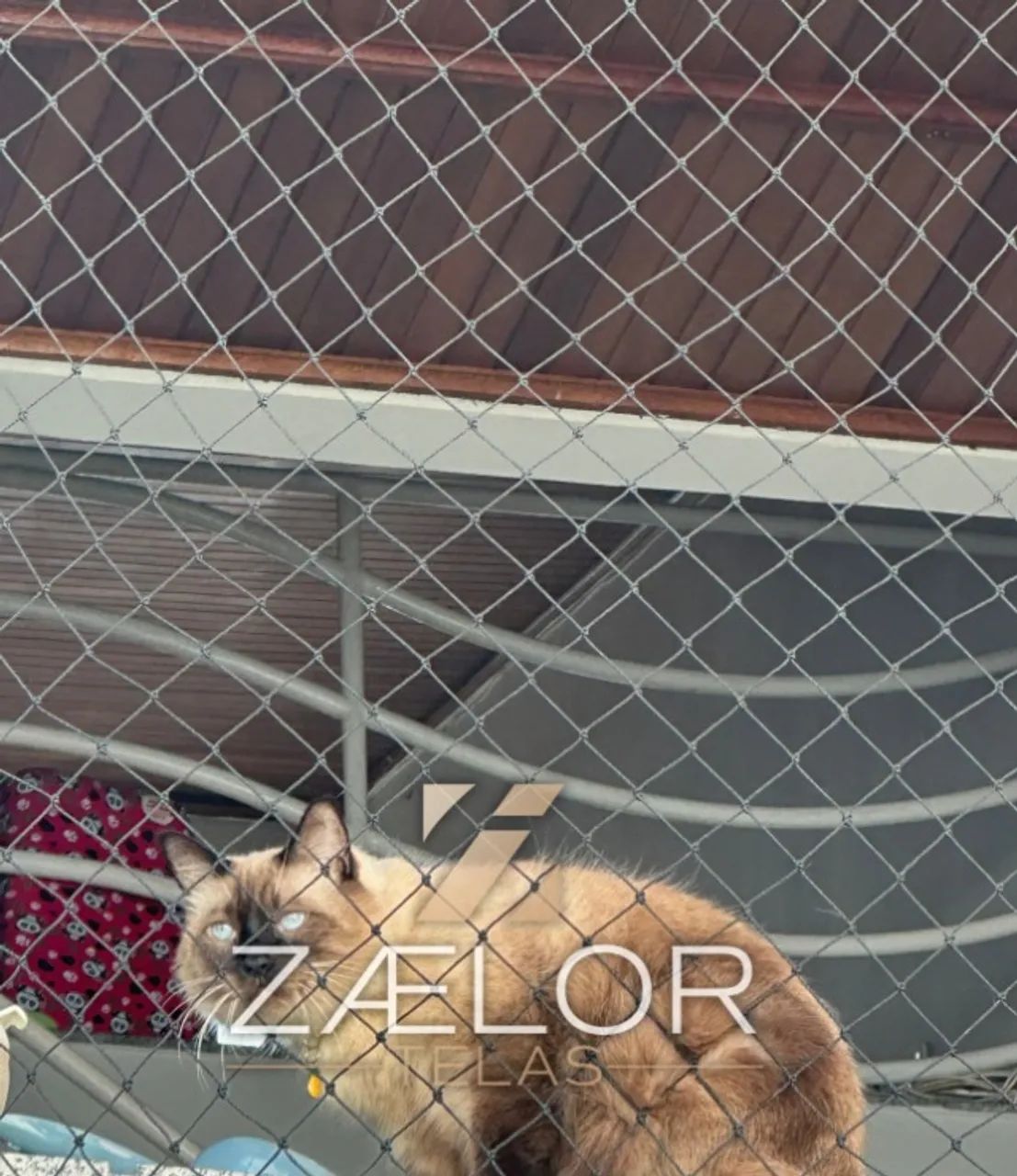 REDE DE PROTEÇÃO PARA GATOS - Foto 5