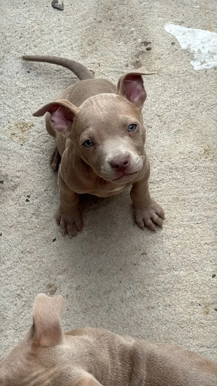 Cachorros 