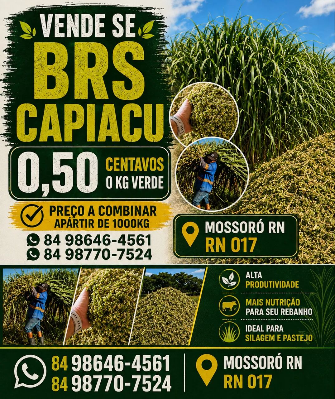 SILAGEM E CAPIM VERDE
