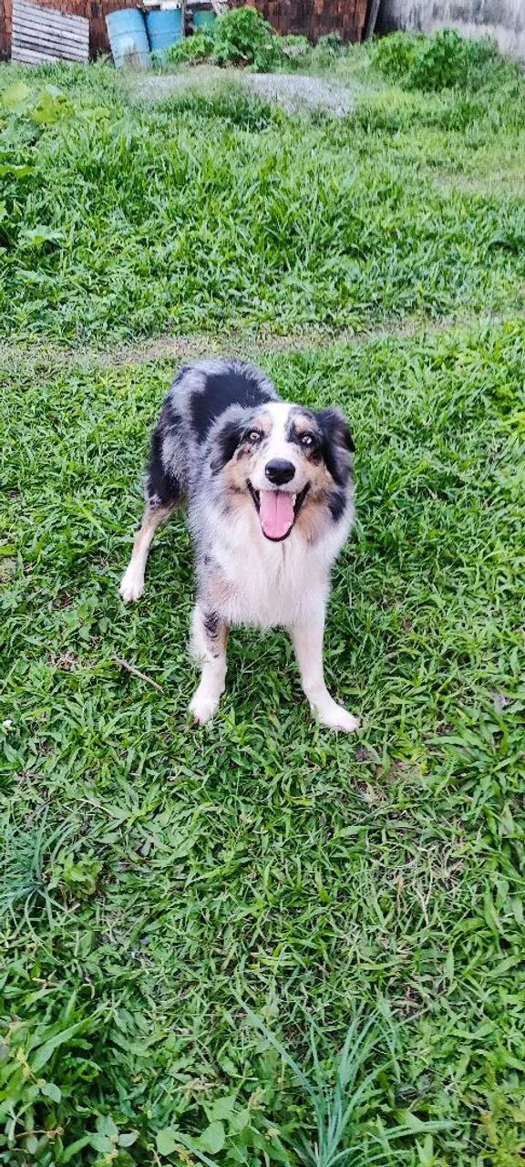 Filhotes de border collie  - Foto 3
