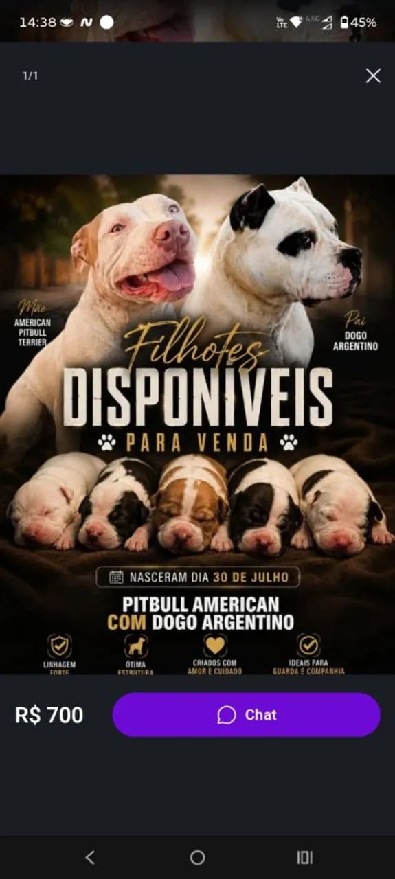 Filhotes disponíveis Dogo com Pit