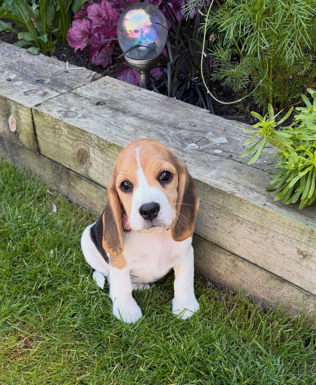 Beagle Vacinados e Disponíveis  - Foto 5