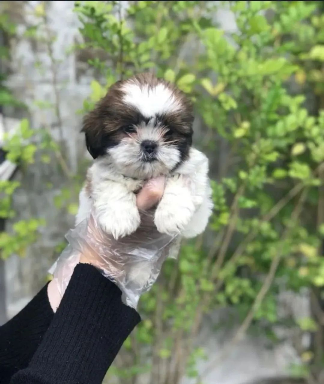 Shih-tzu (Macho) 