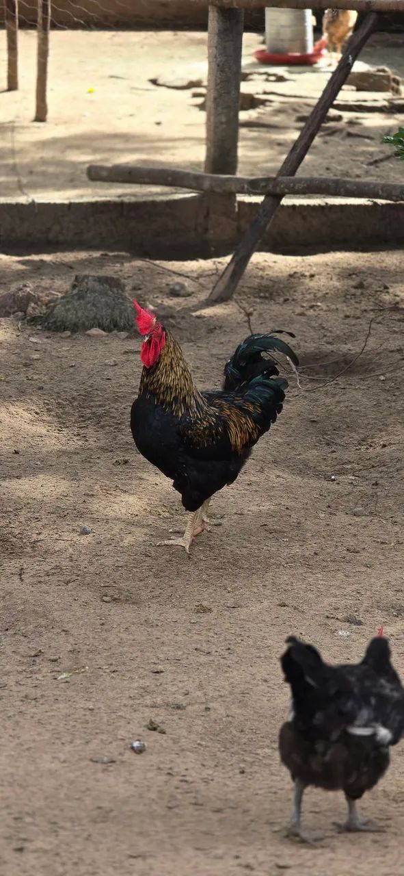 Vende-se Peru e galinha/frango Caipira - Foto 6