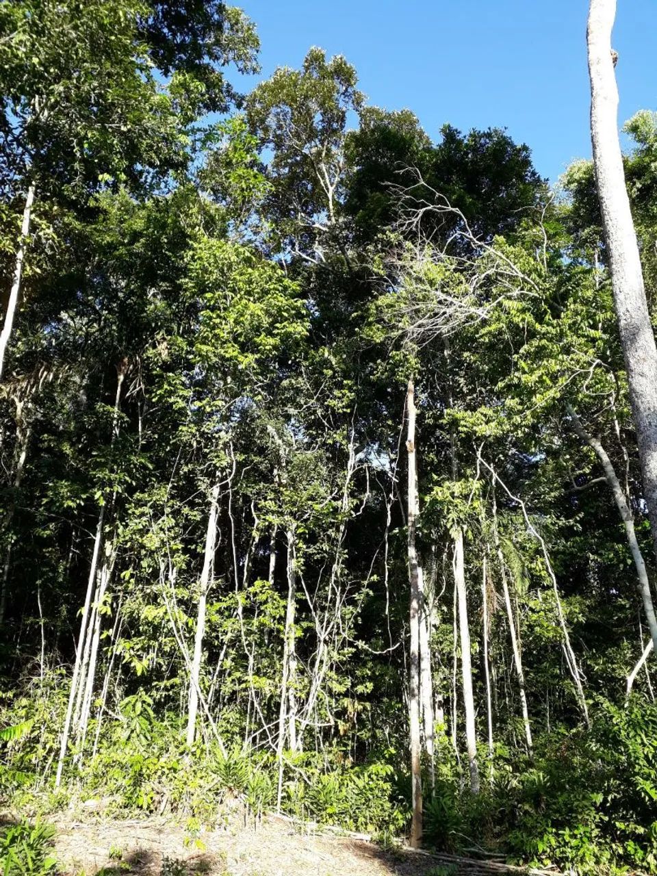 CHÁCARA EM PORTO VELHO  - Foto 3